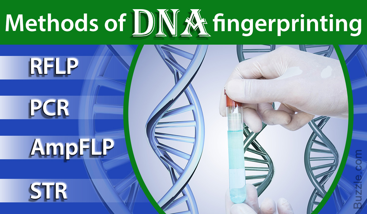 Uses of DNA Fingerprinting