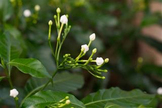 Flower buds of Gardenia Cape Jasmine