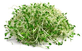 Alfalfa sprouts