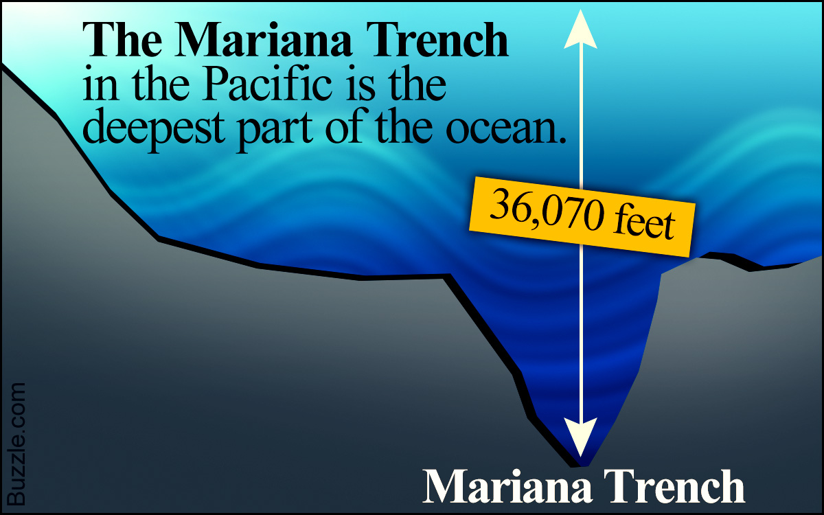 Facts about the Marine Biome