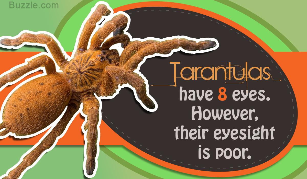 Tarantula Facts for Kids