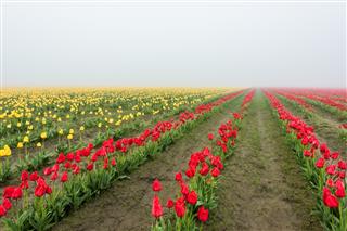Field of rows of yellow and red tulips in fog