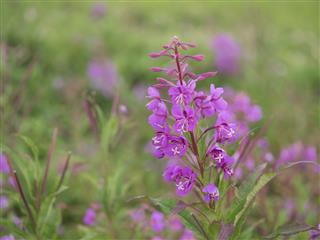 Fireweed blooms in summer plateau