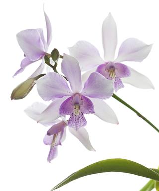 Orchid hybrid lace flower