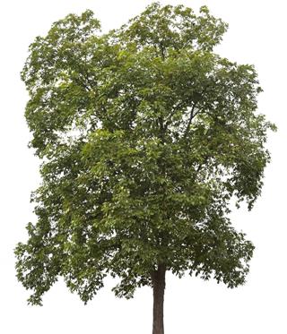 Shagbark Hickory Tree