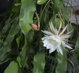 Blooming Orchid cactus or epiphyllum
