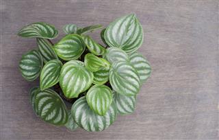 Peperomia emerald ripple on wooden background