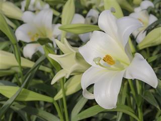 Lilium longiflorum (Easter lily)