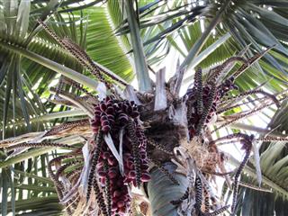 Kentia Palm or Thatch palm