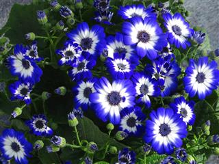Image of white and blue daisy flowers