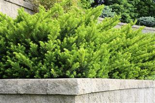 Tiered Retaining Wall with Yew Shrubs