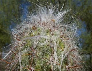 Old Hairy Man Cactus