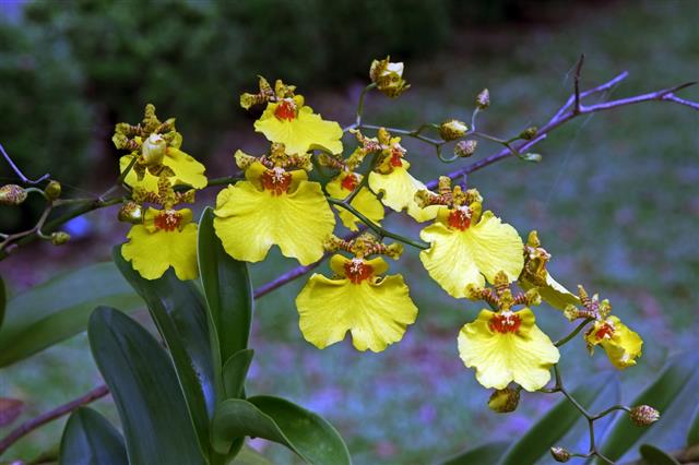 Orchid of the genus Oncidium