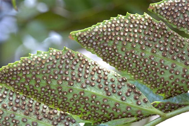 Spores on the lower face of a fern leaves