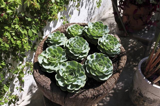Wood pot of succulents in sunny Mexican garden