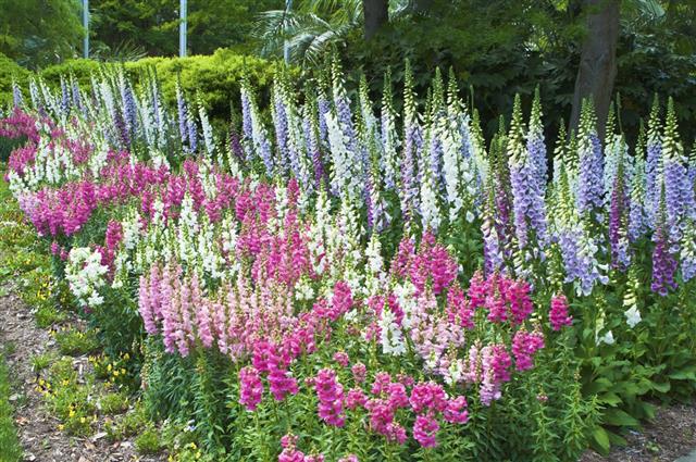 Foxglove and Snapdragons