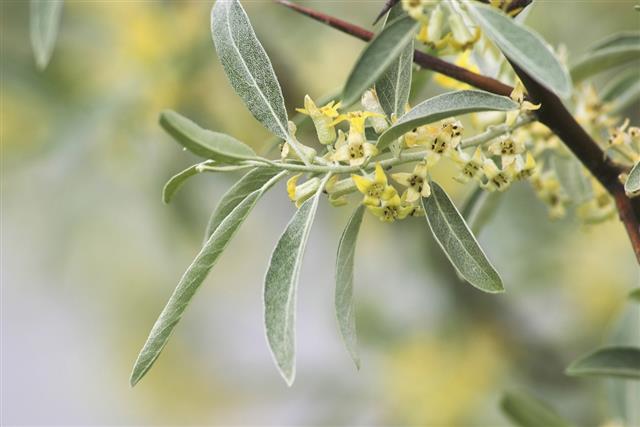 Flowering Russian Olive