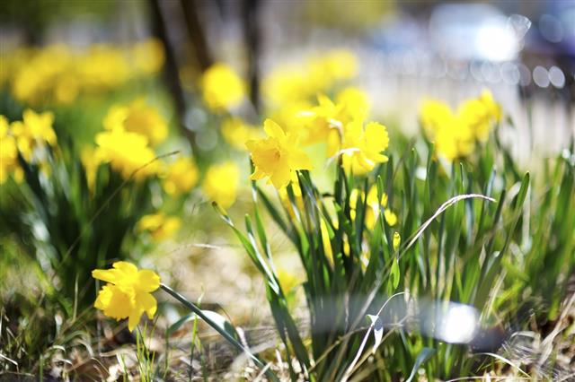 Bright yellow daffodils