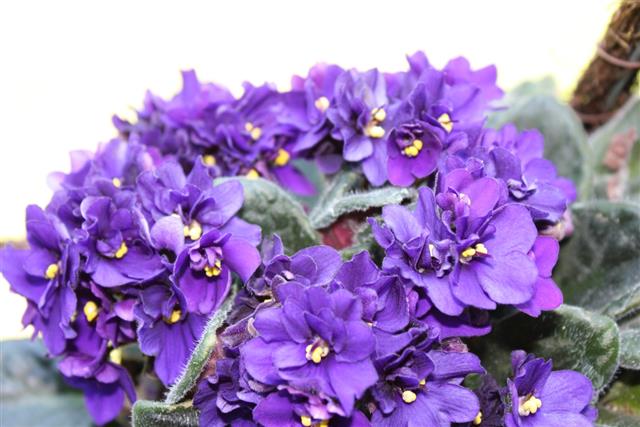 Purple African violets