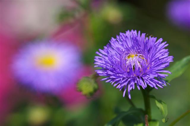 Summer Asters