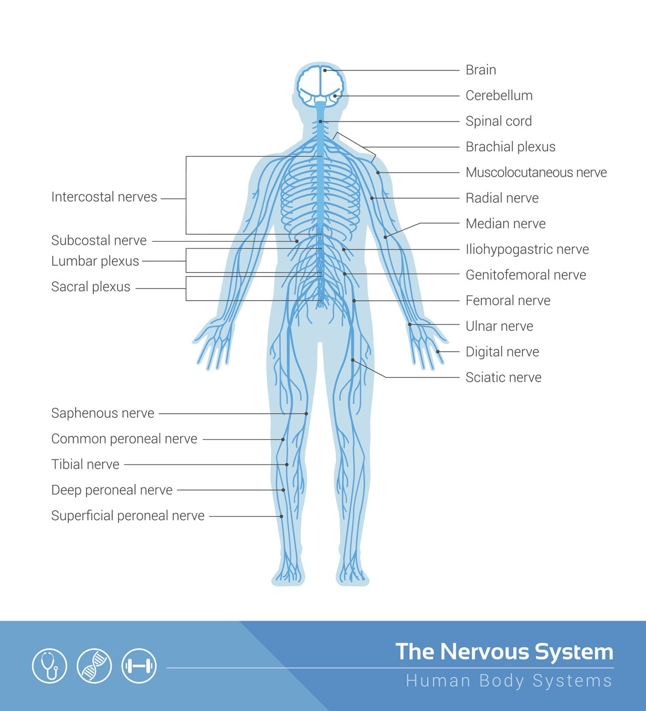 Human Nervous System Structure and Functions Explained ... fox nervous system diagram 