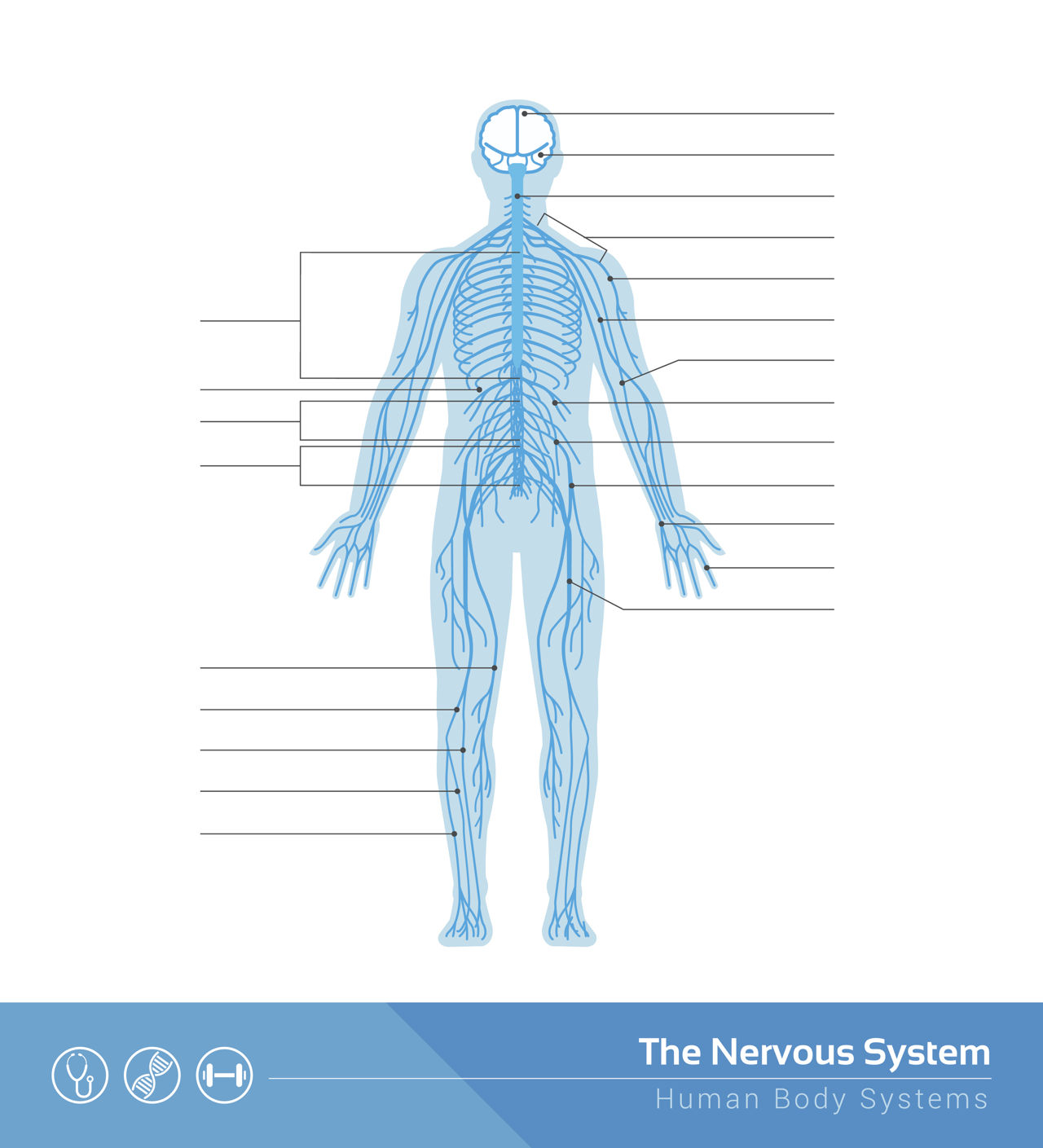 Human Nervous System Structure and Functions Explained ...
