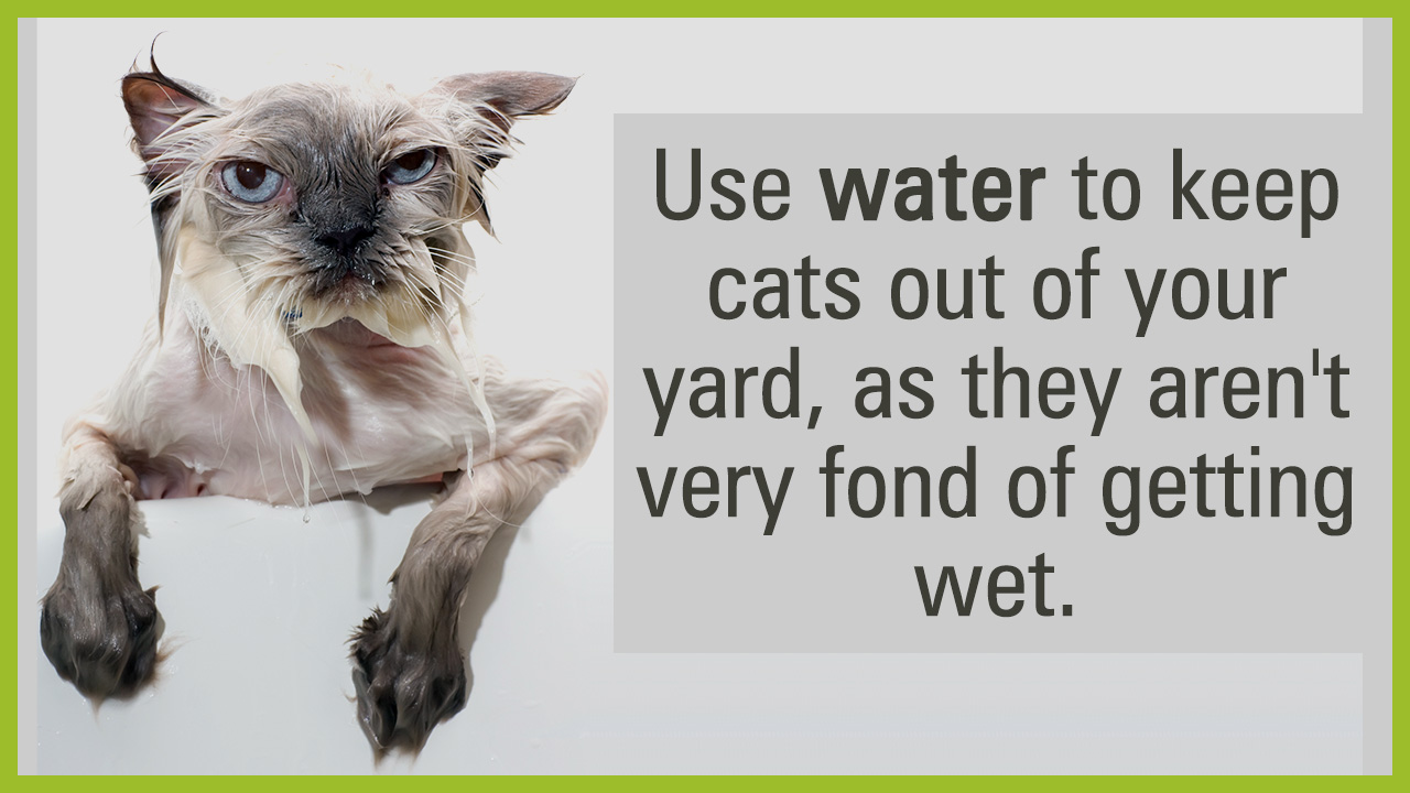 Good Ways to Keep Those Pesky Cats Out of Your Yard ...