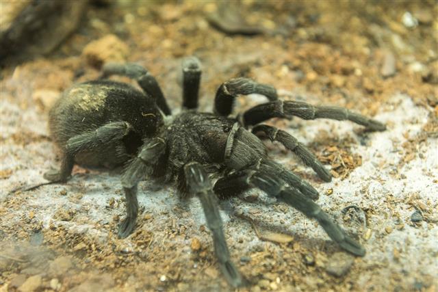 Brazilian black tarantula found in Brazil and Uruguay