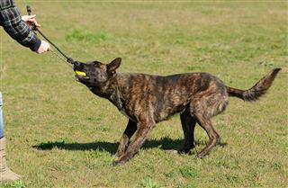 Dutch shepherd dog in field