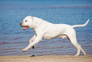 Dogo argentino dog running