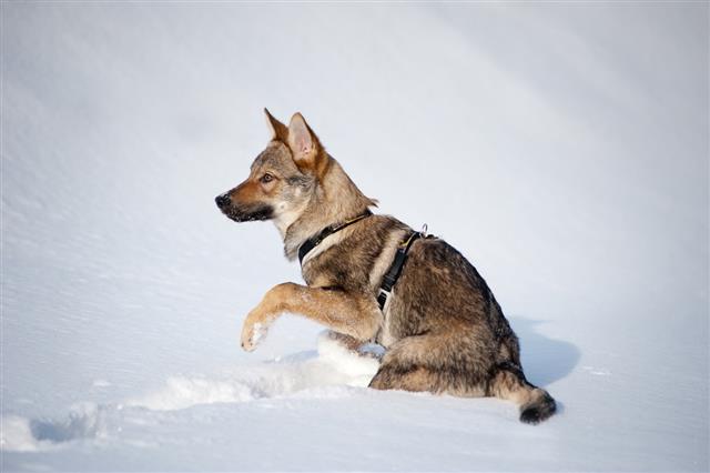 Czechoslovakian wolfdog puppy