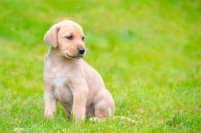 handsome Broholmer puppy on grass