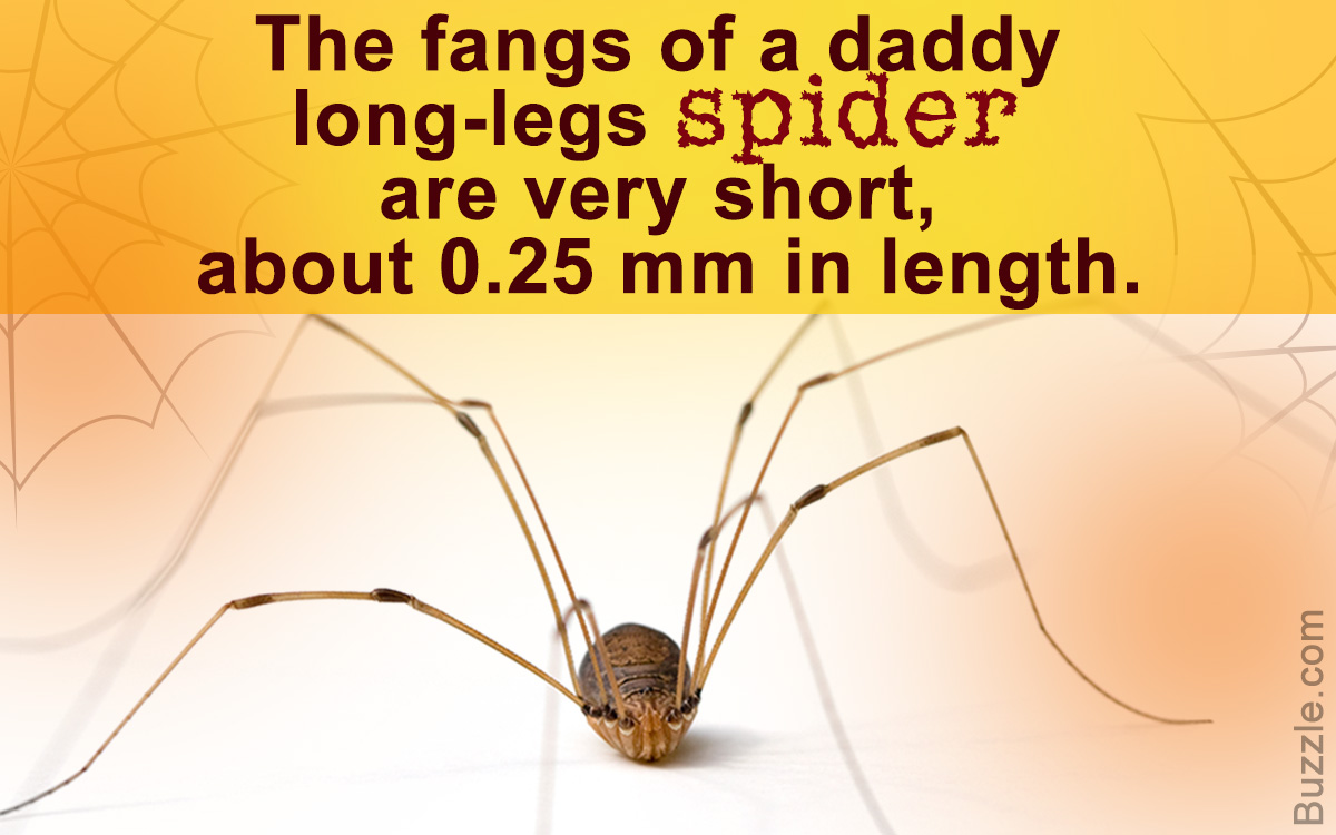 Daddy Long-legs Spider Facts