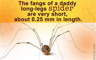 cellar spider vs daddy long legs