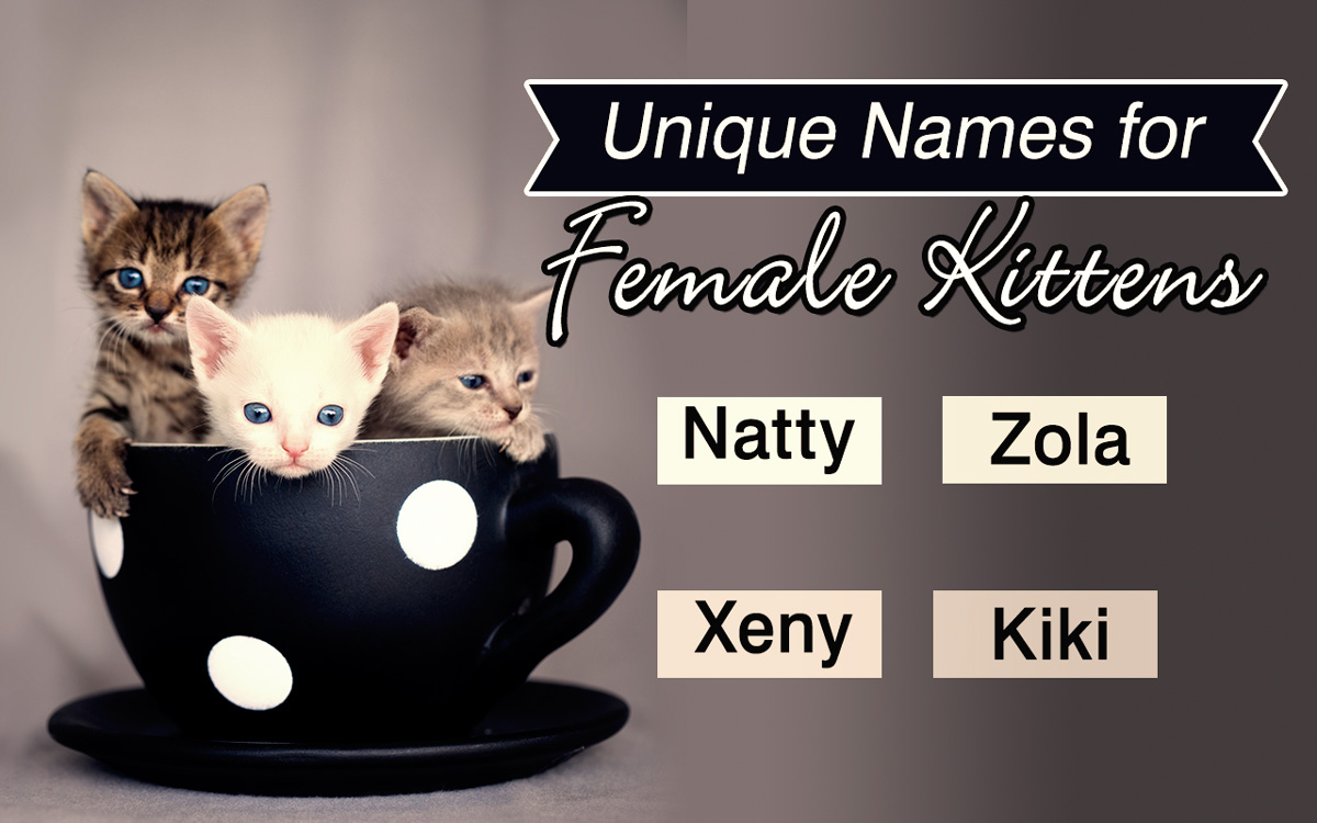 Names for Kittens