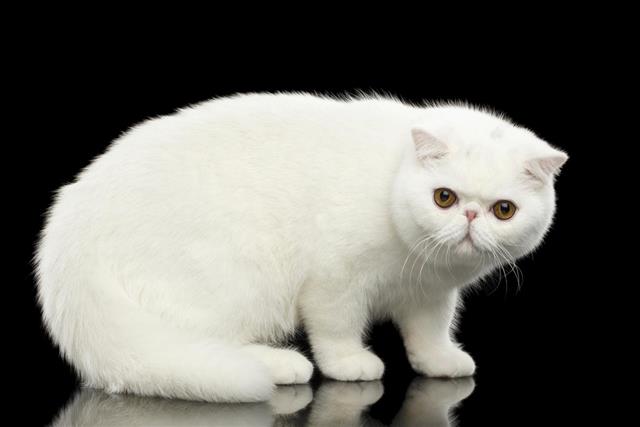 Unusual Pure White Exotic Cat, Red Eyes, Isolated Black