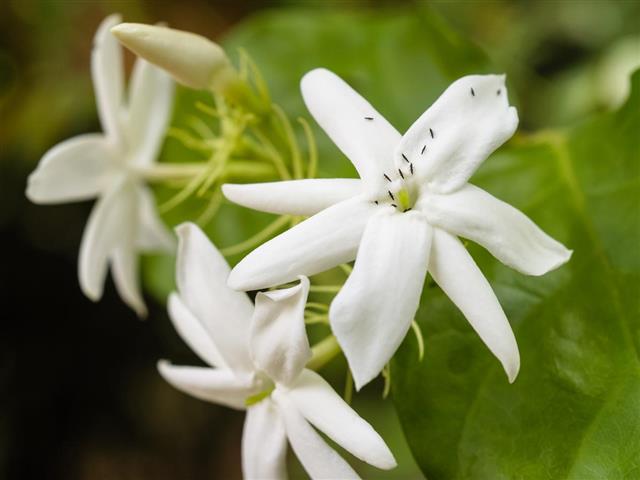 Close-up of jasmine flowers, Paraguay, South America???