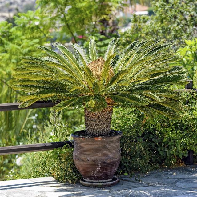 Female Sago palm in flowerpot