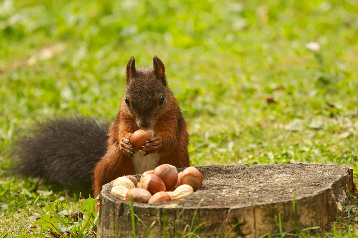 What do Squirrels Eat - Animal Sake