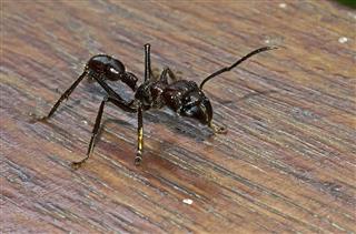 Bullet Ant