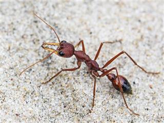 Bulldog ant