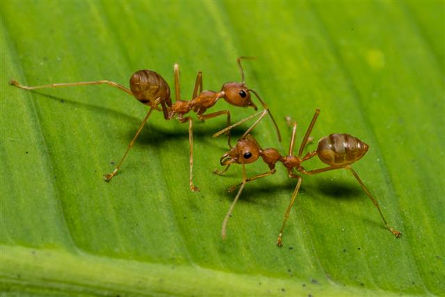 Fire ants meeting on banana leaf