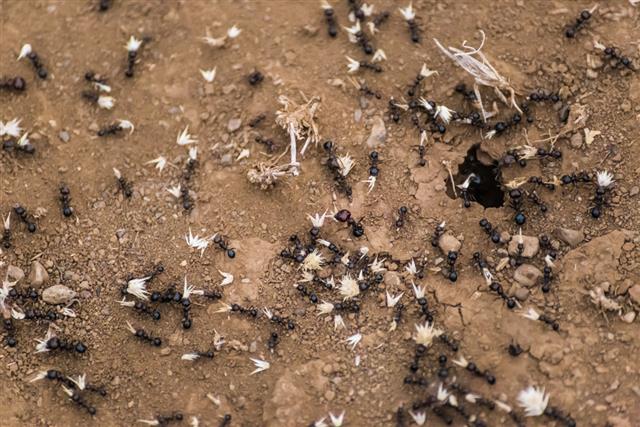 Dorylus ants (aka driver ants or safari ants or siafu)