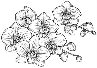 Beautiful monochrome vector floral bouquet of orchid flowers