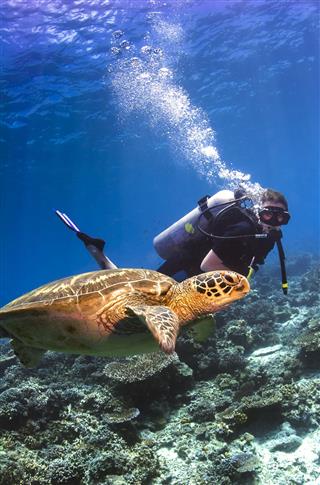 Scuba Diver Swimming With Turtle
