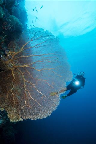Diving In Palau Micronesia