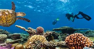Scuba Divers Explore A Coral Reef