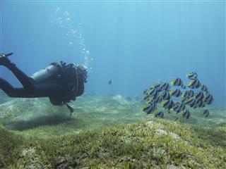 Diver Looking At School Of Banner Fish