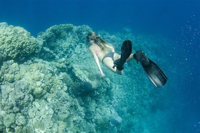 Woman Snorkeling On A Coral Reef