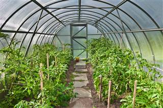 Arched Greenhouse